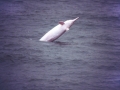 Atlantic Hump-backed Dolphin