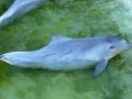Atlantic Hump-backed Dolphin