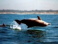 Atlantic Hump-backed Dolphin