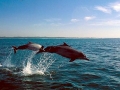 Atlantic Hump-backed Dolphin