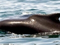 Atlantic Hump-backed Dolphin