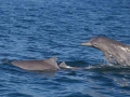Atlantic Hump-backed Dolphin