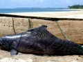 Atlantic Hump-backed Dolphin