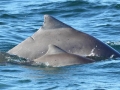 Atlantic Hump-backed Dolphin