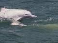 Atlantic Hump-backed Dolphin