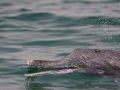 Atlantic Hump-backed Dolphin