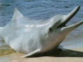 Atlantic Hump-backed Dolphin