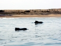 Atlantic Hump-backed Dolphin