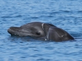 Atlantic Hump-backed Dolphin