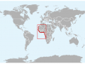 Atlantic Hump-backed Dolphin