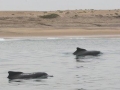 Atlantic Hump-backed Dolphin