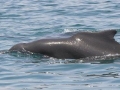Atlantic Hump-backed Dolphin