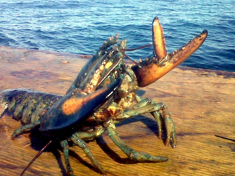 Atlantic Lobster