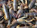 Atlantic Lobster