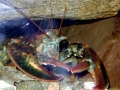 Atlantic Lobster