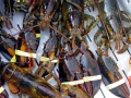 Atlantic Lobster