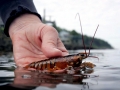 Atlantic Lobster