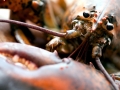 Atlantic Lobster