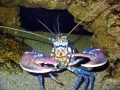 Atlantic Lobster