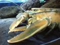 Atlantic Lobster