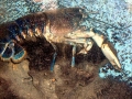 Atlantic Lobster