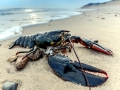 Atlantic Lobster