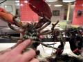 Atlantic Lobster