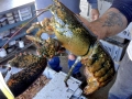Atlantic Lobster