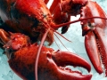 Atlantic Lobster