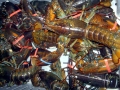 Atlantic Lobster