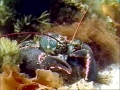 Atlantic Lobster