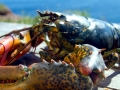 Atlantic Lobster