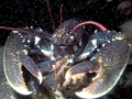 Atlantic Lobster