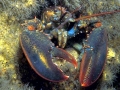 Atlantic Lobster