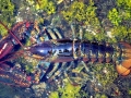 Atlantic Lobster