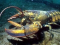 Atlantic Lobster