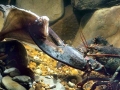 Atlantic Lobster