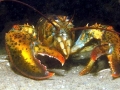 Atlantic Lobster