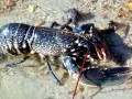 Atlantic Lobster