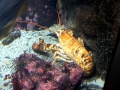 Atlantic Lobster