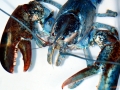 Atlantic Lobster