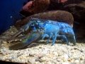 Atlantic Lobster
