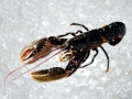 Atlantic Lobster