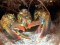 Atlantic Lobster