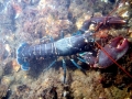 Atlantic Lobster