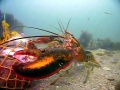 Atlantic Lobster
