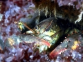 Atlantic Lobster