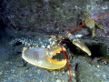 Atlantic Lobster