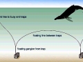 Atlantic Lobster