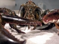 Atlantic Lobster